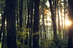 Sun shining through forest